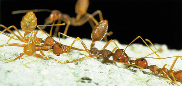 karınca savaşları