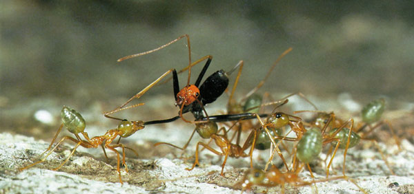 karınca savaşları