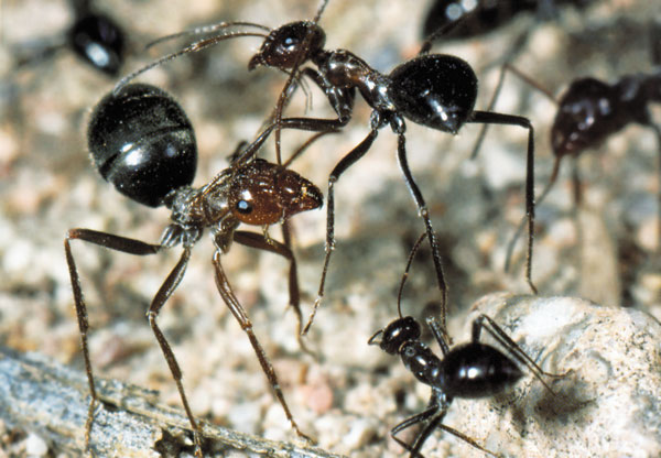 karıncaların savaş taktikleri