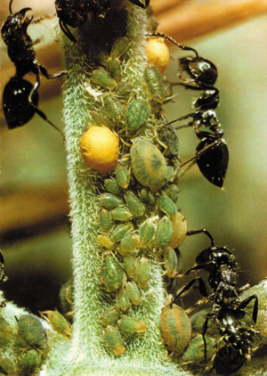 apid yetiştiren karıncalar