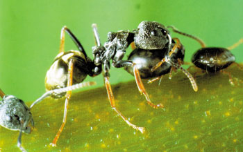 apidler ve karıncalar