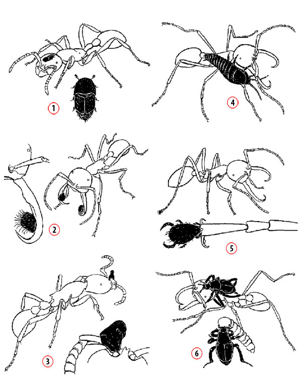 odun karıncalarının üstünde yaşayan altı farklı asalak türü
