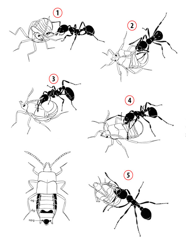 atemeles böceği ve karınca arasındaki ortak yaşam