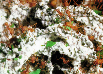 yaprak kesici karınca_attalarla mantarlar arasındaki ortak yaşam
