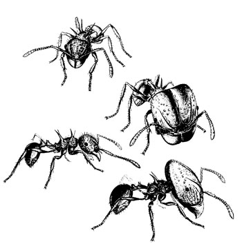 karıncalar_kast sistemi_kapıcı karıncalar