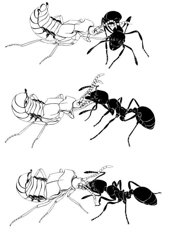 böcekle karınca arasındaki besin değişimi