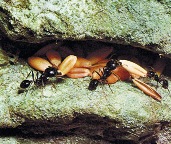hasatçı karıncalar