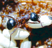 işçi karınca