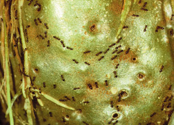 Philidris cinsi karınca ve Dischidia major bitkisi