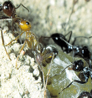 köleci karıncalar