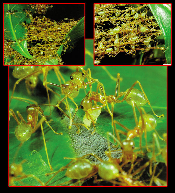 dokumacı karıncaların hazırladıkları bir yaprak yuva