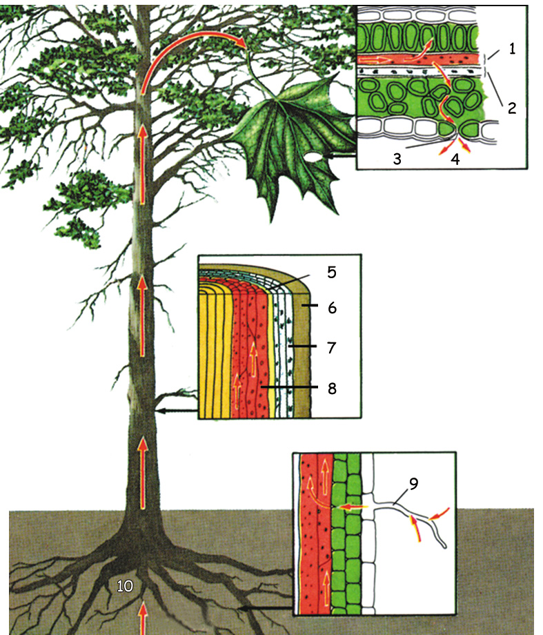 Ağaçtaki su taşıma sistemi