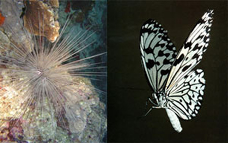 sea_urchin_butterfly