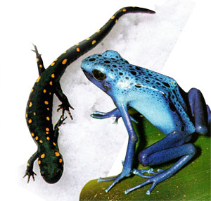 frog_salamander