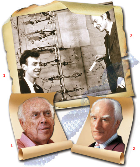 Watson et Crick, ADN