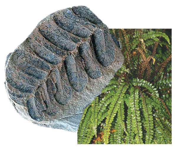 Eğrelti otu fosili