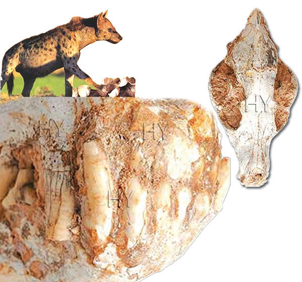 sırtlan kafatası fosili