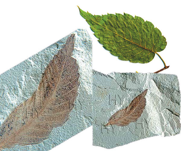 zelkova serrata türüne ait bir yaprağın fosili