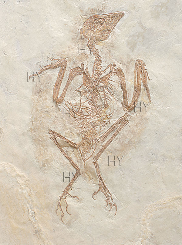 liaoxiornis