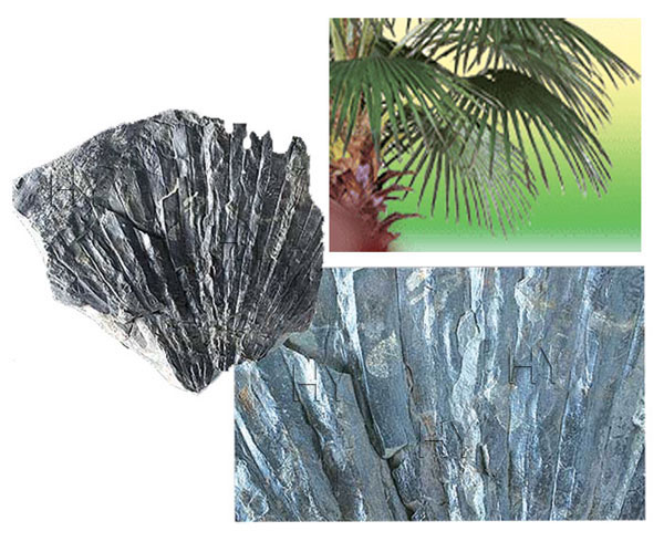 palmiye yaprağı fosili