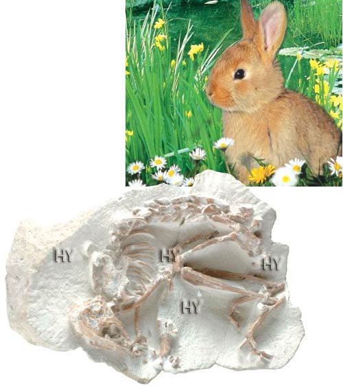 Tavşan fosili