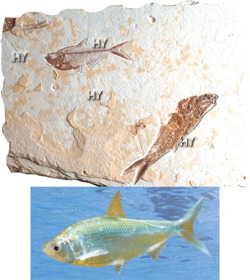 Ringa balığı fosili