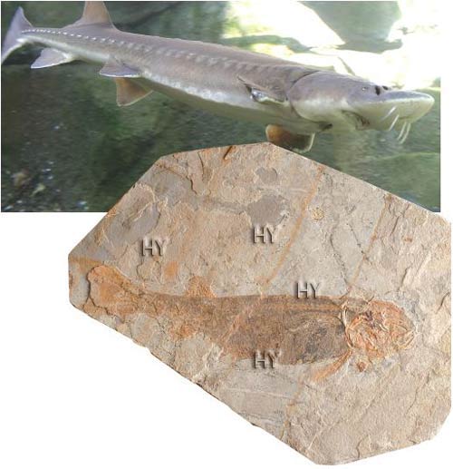 Mersin balığı fosili