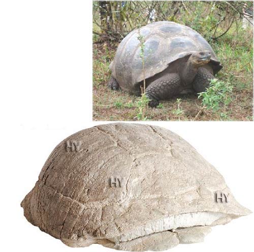 Kaplumbağa fosili