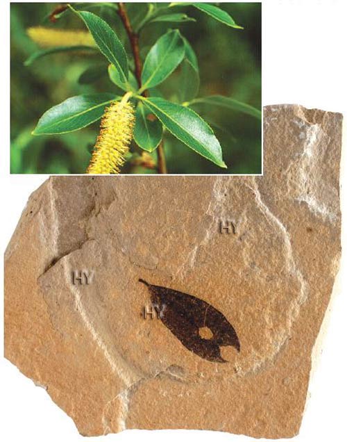 Söğüt yaprağı fosili