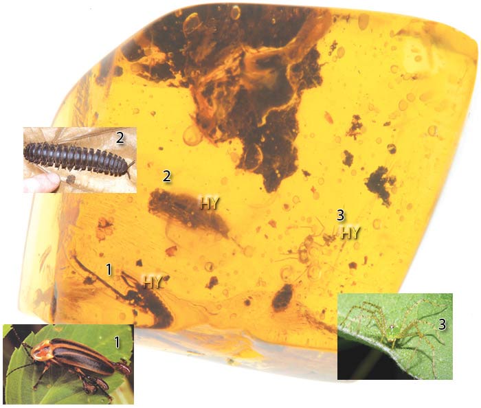 ateşböceği, kırkayak ve örümcek fosili