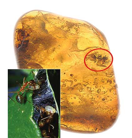 karınca, amber içinde karınca