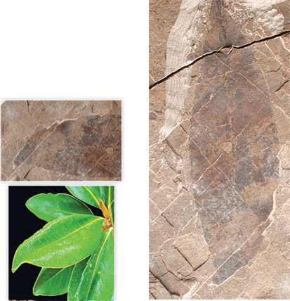 Manolya Yaprağı fosili