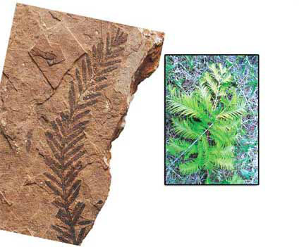 sekoya dalı fosili