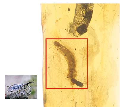 Yılan sineği larvası, amber içinde