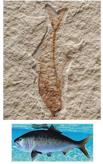 ringa balığı fosili