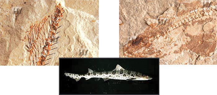 kedi balığı fosili