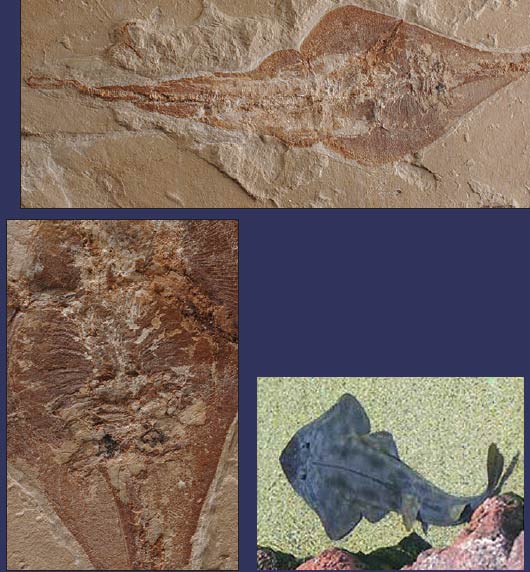 timsah kafası fosili