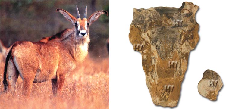 Antilop kafatası fosili