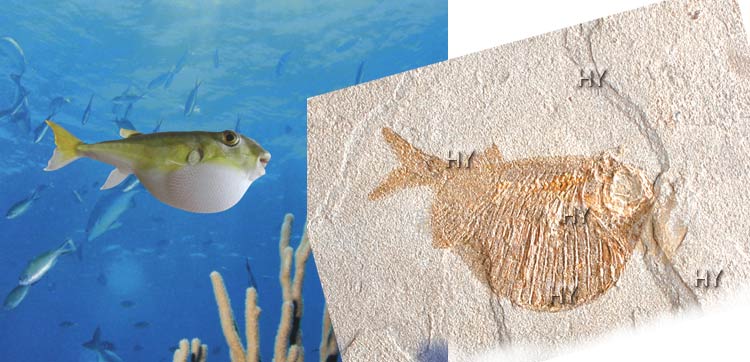 Küre balığı fosili