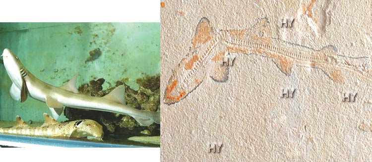 Kedi balığı fosili