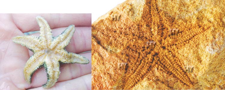 Deniz yıldızı fosili
