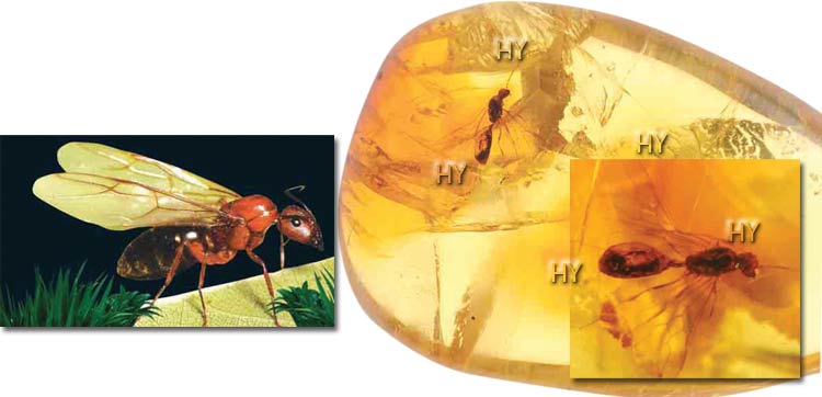 Kanatlı karınca amber fosili