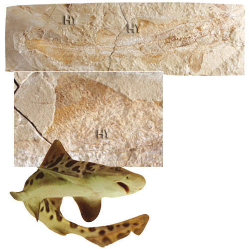 balon balığı fosili