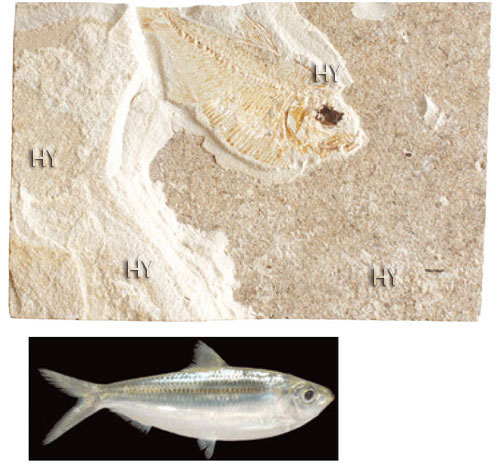 sradalya balığı fosili