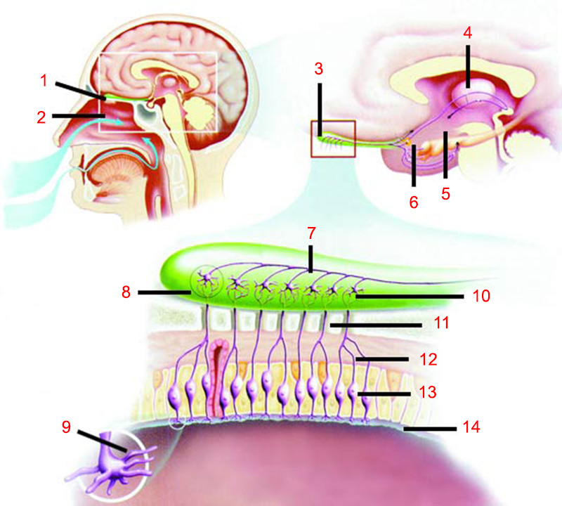 The olfactory bulb's location in the skull