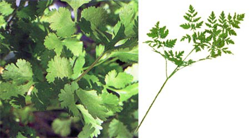 parsley, hemlock