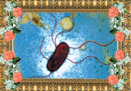 bakteri