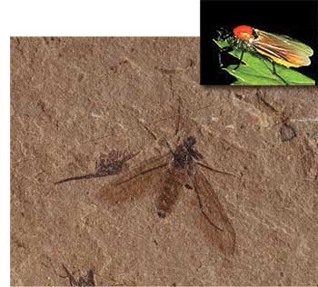 Tüylü Sivrisinek Fosili