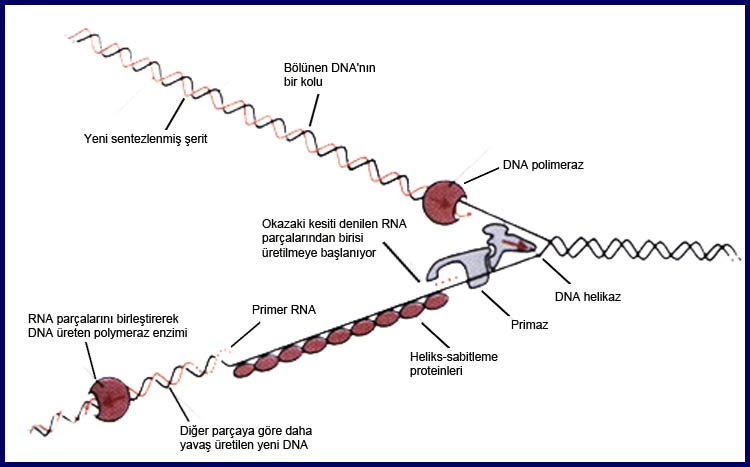 dna, replication, enzymes