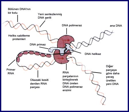 dna, replication, enzymes